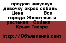 продаю чихуахуа девочку,окрас соболь › Цена ­ 25 000 - Все города Животные и растения » Собаки   . Крым,Гаспра